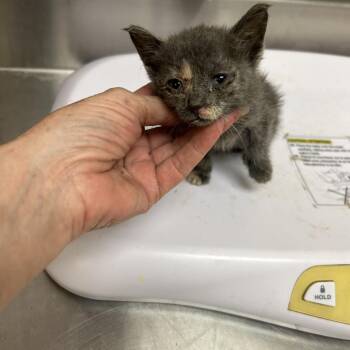 Miss Priss -  Domestic Short Hair Cat for Adoption in Memphis, Tennessee - Miss Priss | PetCurious
