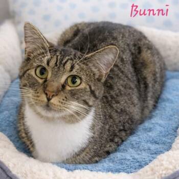 Bunni -  Domestic Short Hair Cat for Adoption in Salt Lake City, Utah - Bunni | PetCurious