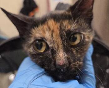 Nospurratu -  Domestic Short Hair Cat for Adoption in Honolulu, Hawaii - Nospurratu | PetCurious