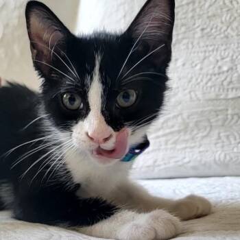 Auggie -  Domestic Short Hair Cat Available for Adoption in Lauderdale, Minnesota - Auggie | PetCurious