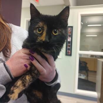 Domestic Short Hair Cats Available for Adoption - Mazda | PetCurious