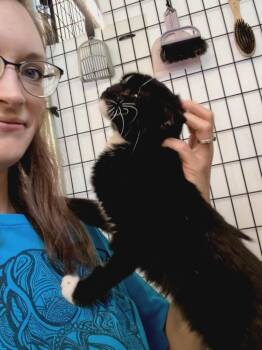 Domestic Short Hair Cats Available for Adoption in Saint James, Minnesota - Vera | PetCurious