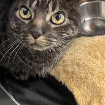 Celery -  Domestic Short Hair Cat for Adoption in Plano, Texas - Celery | PetCurious