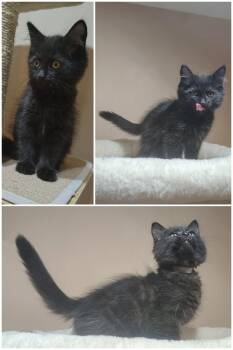 Sanji -  Domestic Short Hair Cat for Adoption in Delson, Quebec - Sanji | PetCurious