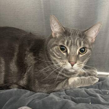 Domestic Short Hair Cats Available for Adoption in Fort Lauderdale, Florida - Huggy Wuggy | PetCurious