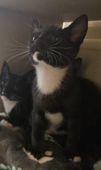 Domestic Short Hair Cats Available for Adoption in Ruskin, Florida - Onion | PetCurious