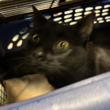 Kitana -  Domestic Short Hair Cat for Adoption in Redmond, Washington - Kitana | PetCurious