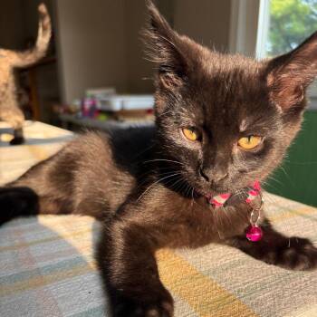 Squid -  Domestic Short Hair Cat for Adoption in Muncie, Indiana - Squid | PetCurious