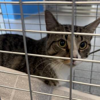 mako -  Domestic Short Hair Cat for Adoption in Montgomery, Alabama - Mako | PetCurious