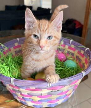 Domestic Short Hair Cats Available for Adoption - Mojito | PetCurious