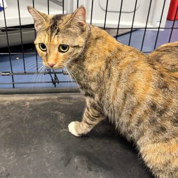 Cherry Blossom -  Domestic Short Hair Cat for Adoption in Greensboro, North Carolina - Cherry Blossom | PetCurious