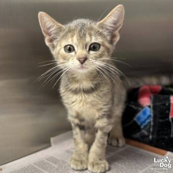 Honu -  Domestic Short Hair and Tabby Cat for Adoption in Washington, District Of Columbia - Honu | PetCurious