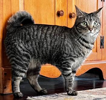 Domestic Short Hair and Tabby Cats Available for Adoption - Willow | PetCurious