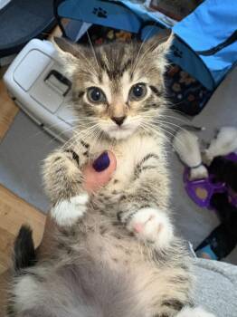 Halloumi -  Domestic Short Hair Cat for Adoption in Ferndale, Michigan - Halloumi | PetCurious