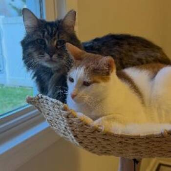 Mushybush -  Domestic Long Hair Cat for Adoption in New York, New York - Mushybush | PetCurious