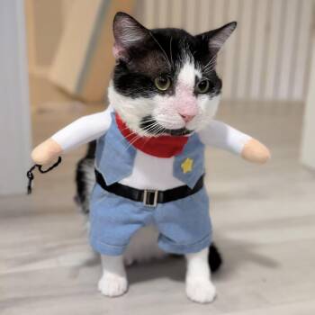 Domestic Short Hair Cats Available for Adoption in Pompano Beach, Florida - Buster | PetCurious