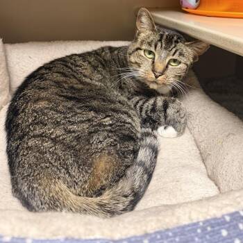 Princess Six Toes - Butler Campus -  Domestic Short Hair Cat for Adoption in Flagstaff, Arizona - Princess Six Toes - Butler Campus | PetCurious