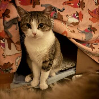 Domestic Short Hair Cats Available for Adoption - Gia | PetCurious