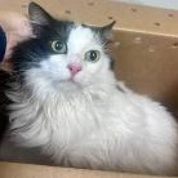 Emma -  Domestic Medium Hair Cat for Adoption in St. Augustine, Florida - Emma | PetCurious