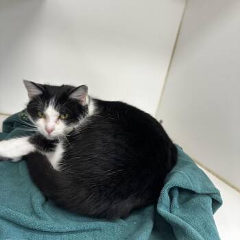 Domestic Medium Hair Cats Available for Adoption - Mozart | PetCurious