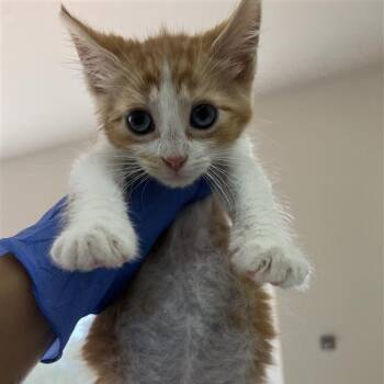 Karime -  Domestic Medium Hair Cat for Adoption in Kanab, Utah - Karime | PetCurious