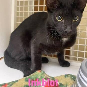 Inkblot -  Domestic Short Hair Cat for Adoption in Fort Worth, Texas - Inkblot | PetCurious