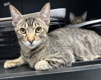 Willy -  Domestic Short Hair Cat for Adoption in Weatherford, Texas - Willy | PetCurious