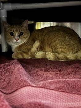 Ollie -  Domestic Short Hair Cat for Adoption in Roseville, California - Ollie | PetCurious