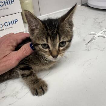 Domestic Short Hair Cats Available for Adoption in St. Louis, Missouri - Calliope | PetCurious