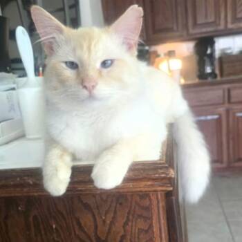 Siamese Cats Available for Adoption in Warr Acres, Oklahoma - Malty | PetCurious