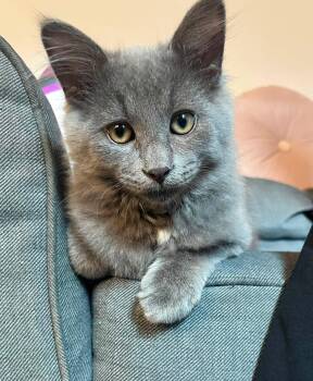 Ash -  Domestic Medium Hair Cat for Adoption in Montreal, Quebec - Ash | PetCurious