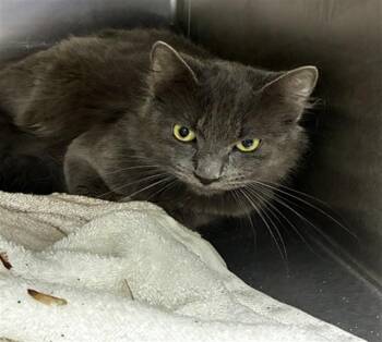 AGNAR -  Domestic Medium Hair Cat for Adoption - AGNAR | PetCurious