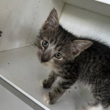 Grasshopper -  Domestic Short Hair Cat for Adoption in Columbus, North Carolina - Grasshopper | PetCurious