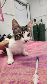 Rescue Domestic Short Hair Cats for Adoption in Brookings, Oregon - Sweet Pea | PetCurious