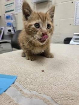 Sunny -  Domestic Short Hair Cat for Adoption in Westland, Michigan - Sunny | PetCurious