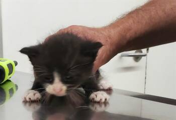 GALANGAL -  Domestic Short Hair Cat for Adoption in Aurora, Illinois - GALANGAL | PetCurious
