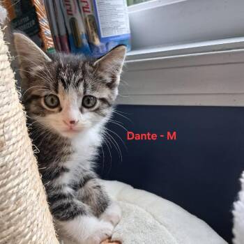 Dante C12392 -  Domestic Short Hair Cat for Adoption - Dante C12392 | PetCurious