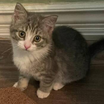 Maggie - Snuggly Lovebug -  Domestic Short Hair Cat for Adoption in Hamilton, Ontario - Maggie - Snuggly Lovebug | PetCurious