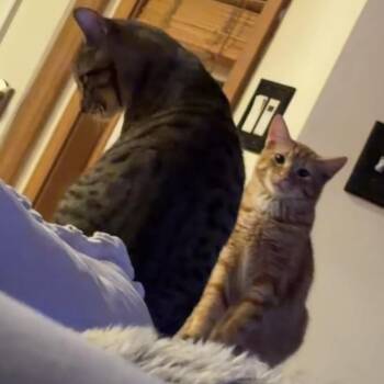 Marcela - Home to Home -  Domestic Short Hair Cat for Adoption in South Elgin, Illinois - Marcela - Home To Home | PetCurious