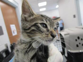 Domestic Short Hair Cats Available for Adoption in Ocala, Florida - A383360 | PetCurious