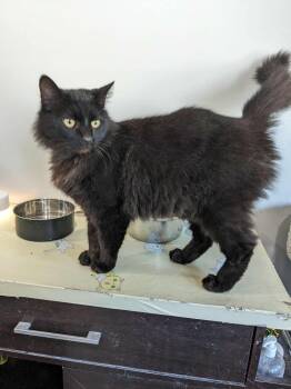 Rescue Domestic Medium Hair Cats for Adoption in Lewisburg, Tennessee - Lynx | PetCurious