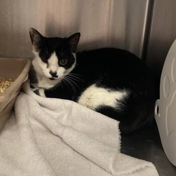 Domestic Short Hair Cats Available for Adoption in Port Charlotte, Florida - Beverly | PetCurious