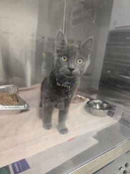 Sourdough -  Domestic Medium Hair and Domestic Short Hair Cat for Adoption in Atlanta, Georgia - Sourdough | PetCurious