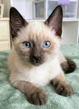 Gold -  Siamese Cat for Adoption in Theodore, Alabama - Gold | PetCurious