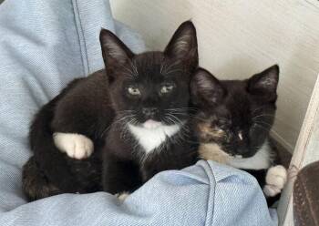Gizmo & Greta -  Domestic Short Hair Cat for Adoption in Lawrenceville, Georgia - Gizmo & Greta | PetCurious