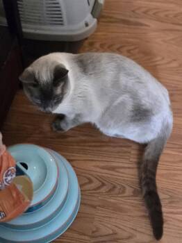 Travis -  Domestic Short Hair and Siamese Cat for Adoption in Walled Lake, Michigan - Travis | PetCurious