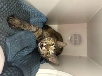 Gigi -  Domestic Short Hair Cat for Adoption in Seattle, Washington - Gigi | PetCurious