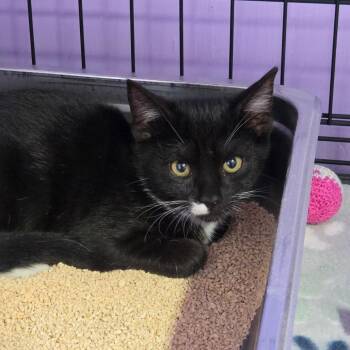 HSIM-Stray-81368 -  Domestic Short Hair Cat for Adoption in Redwood Valley, California - HSIM-Stray-81368 | PetCurious