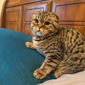 Rescue Scottish Fold Cats for Adoption in Houston, Texas - Gabriella | PetCurious