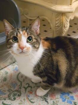 Alva -  Domestic Short Hair Cat for Adoption in Harrison Township, New Jersey - Alva | PetCurious